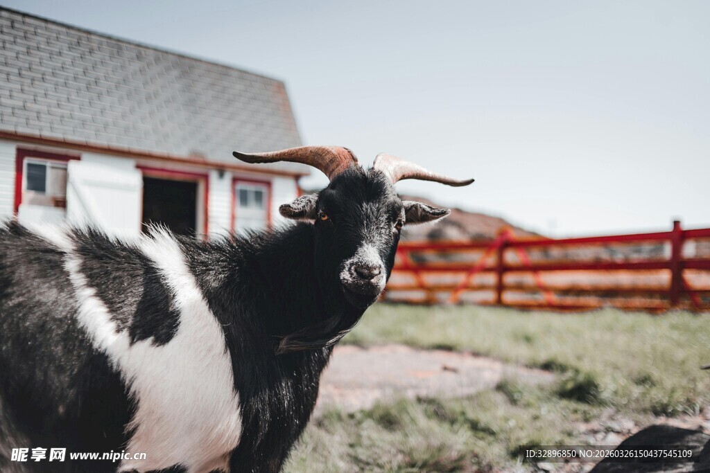 农舍旁的黑白花奶牛