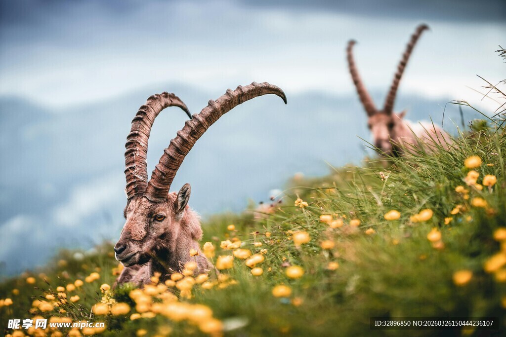 高山上的两只长角野山羊