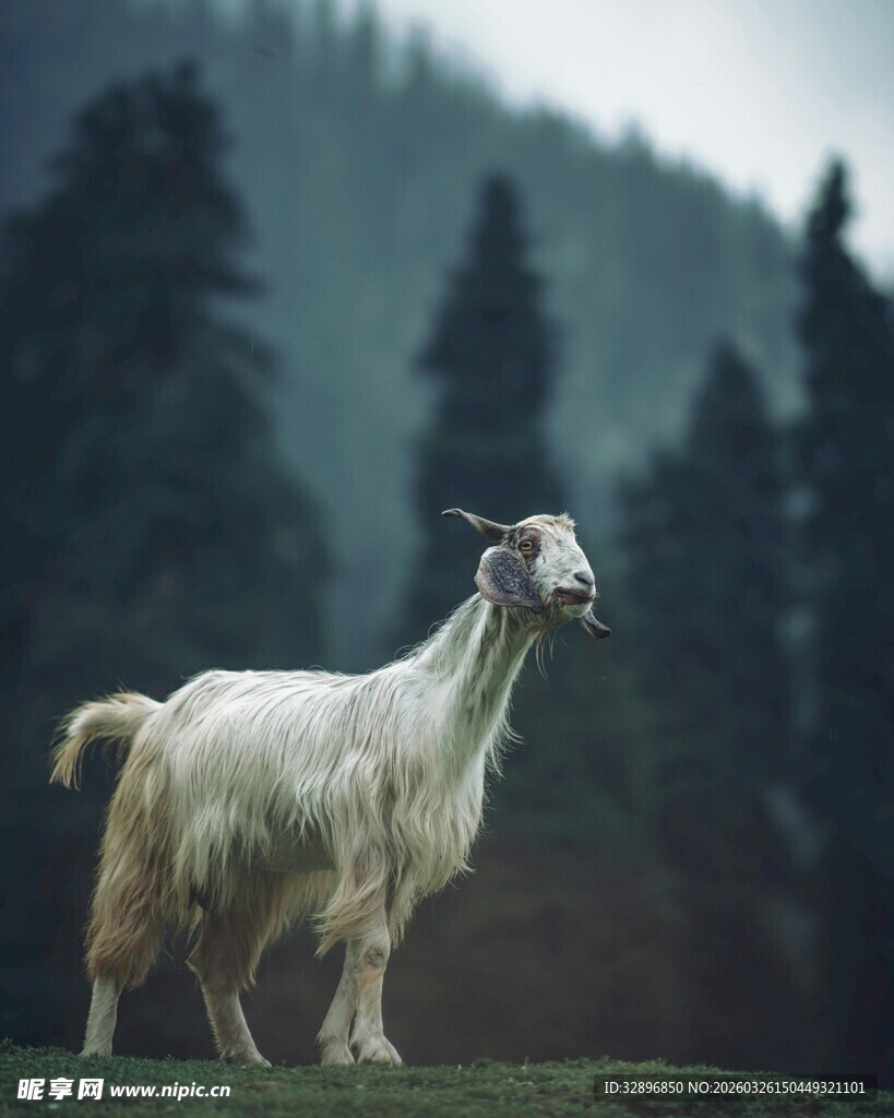 高山上的白毛山羊