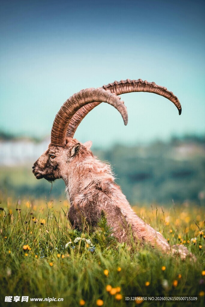 草原上的长角野山羊