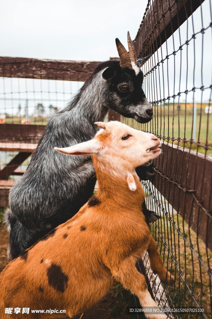 围栏中的几只可爱小羊羔