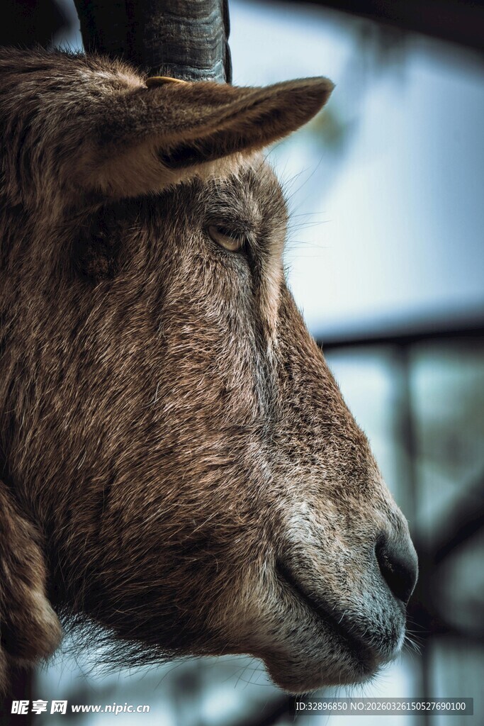 山羊特写