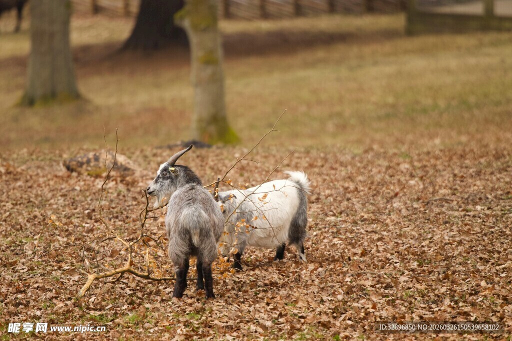 林间山羊漫步