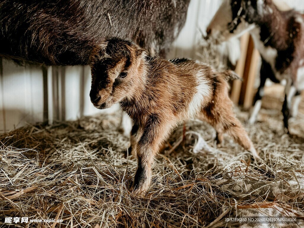 小羊在干草上活泼玩耍