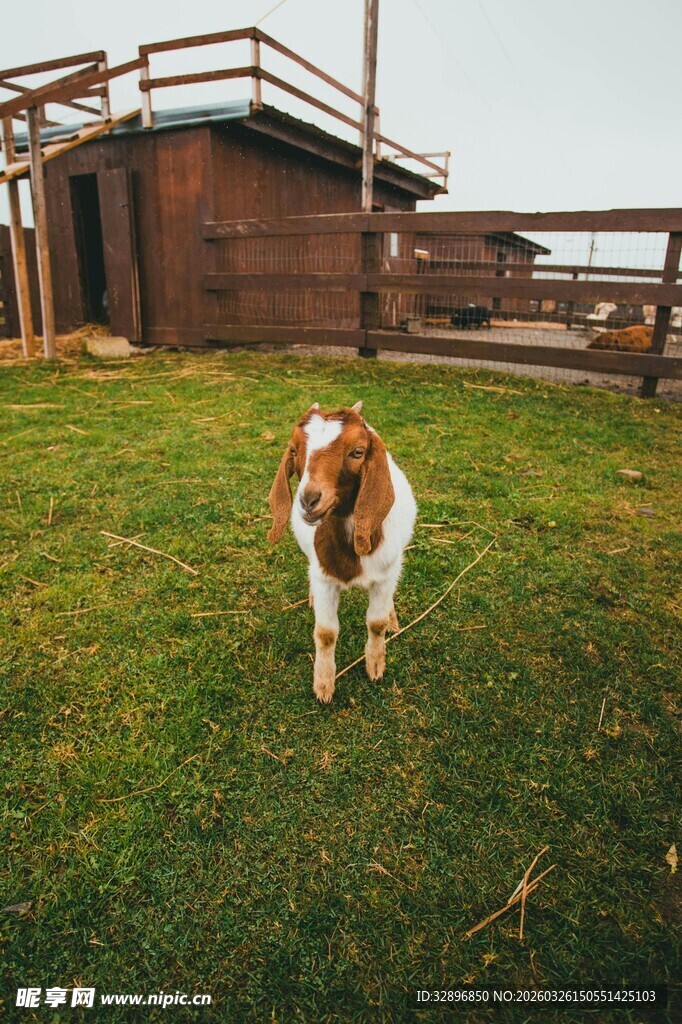 草地上的可爱棕白小狗