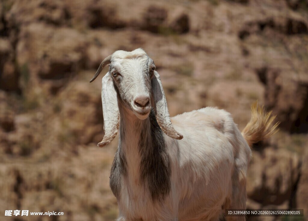 站立的山羊