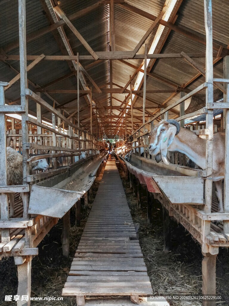 现代化养鸡场内部场景