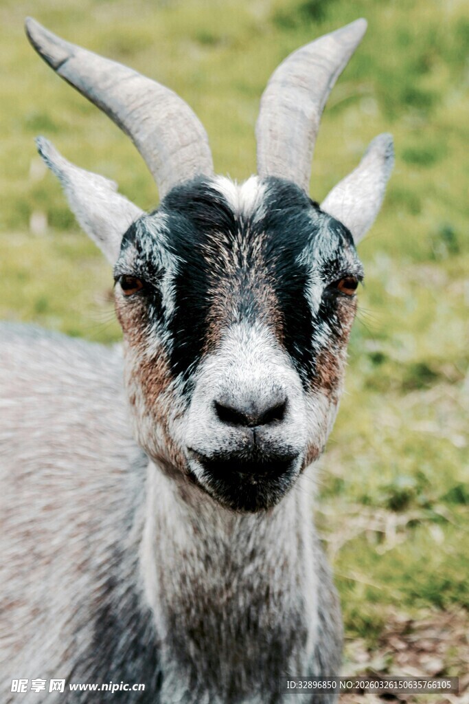 可爱山羊特写