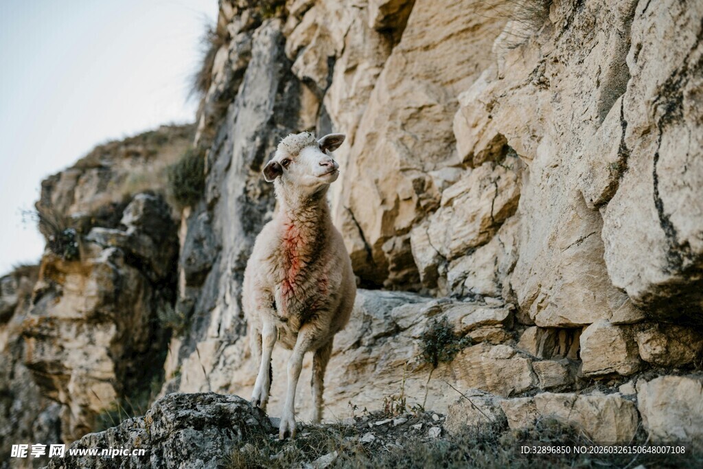 峭壁上的山羊