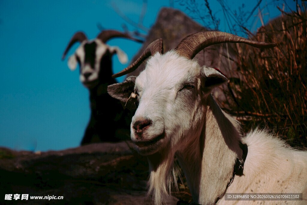 两只山羊的特写画面