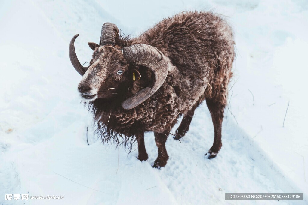 雪地中的盘角野山羊