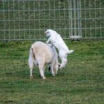 两只小羊在草地上嬉戏