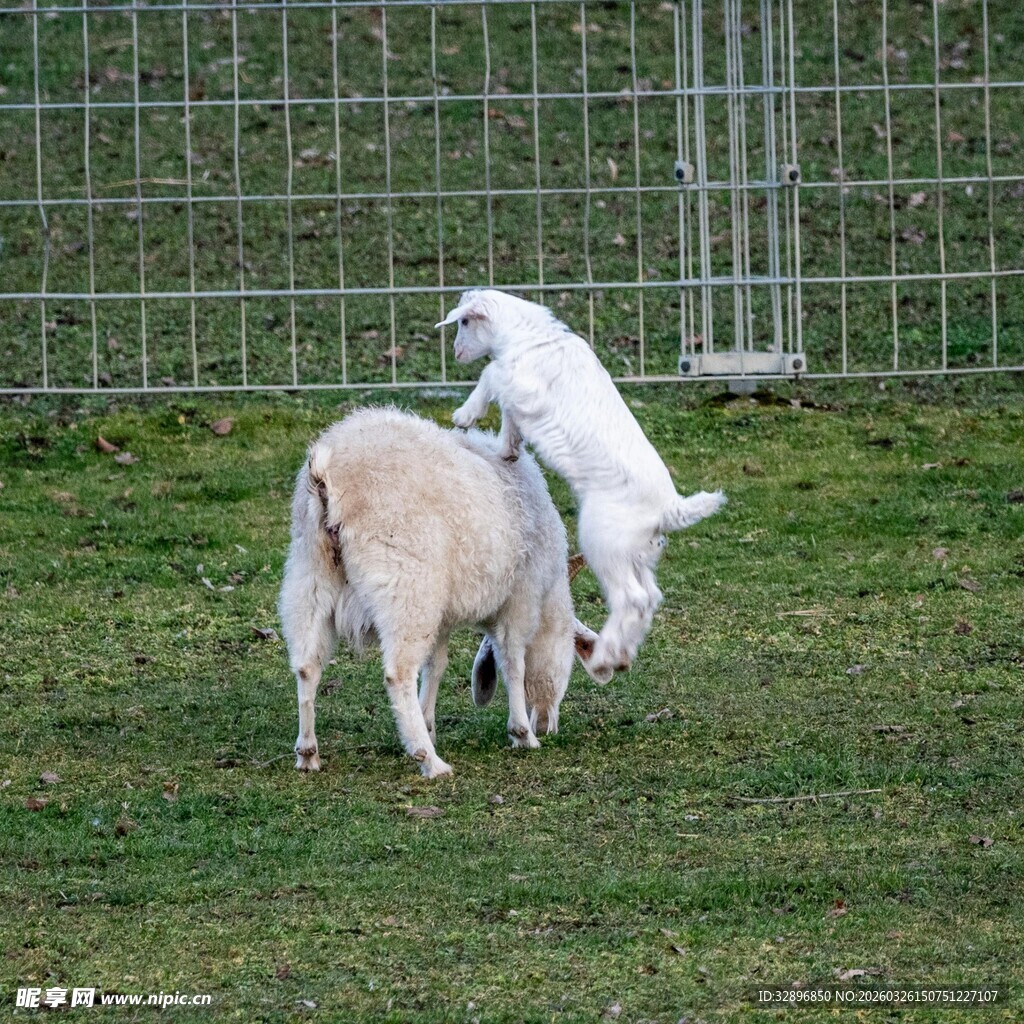 两只小羊在草地上嬉戏