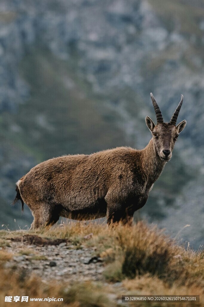 高山上的岩羚羊