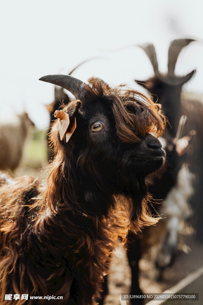 长毛山羊特写