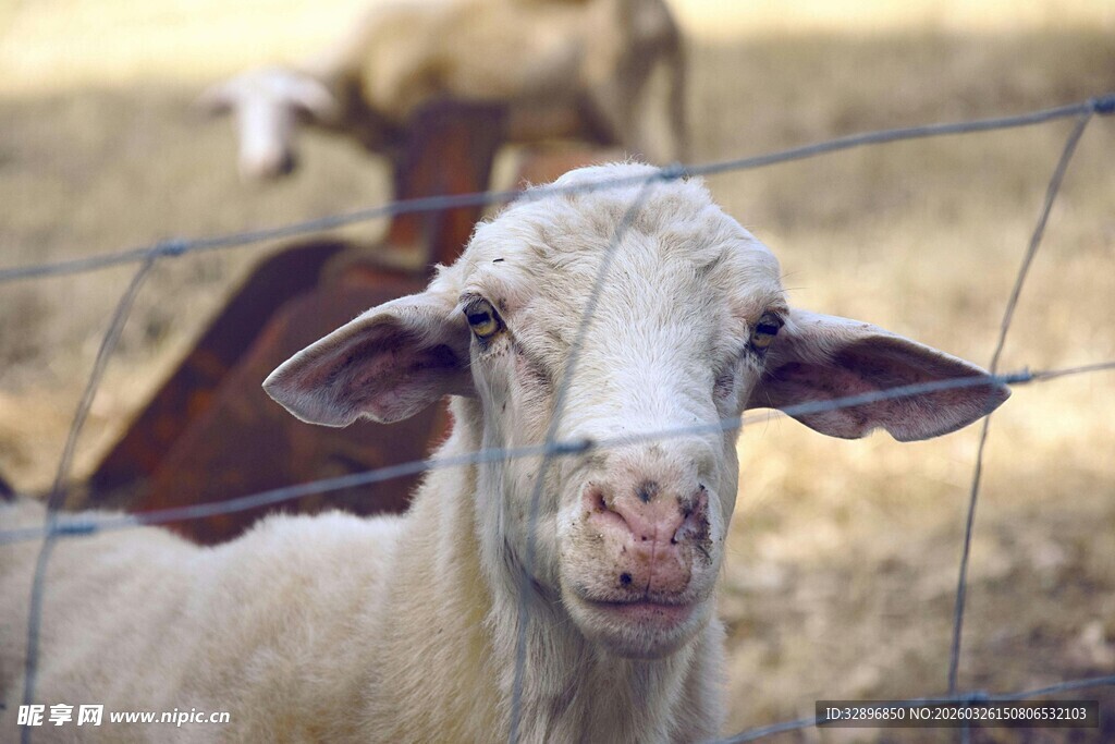 围栏边的羊