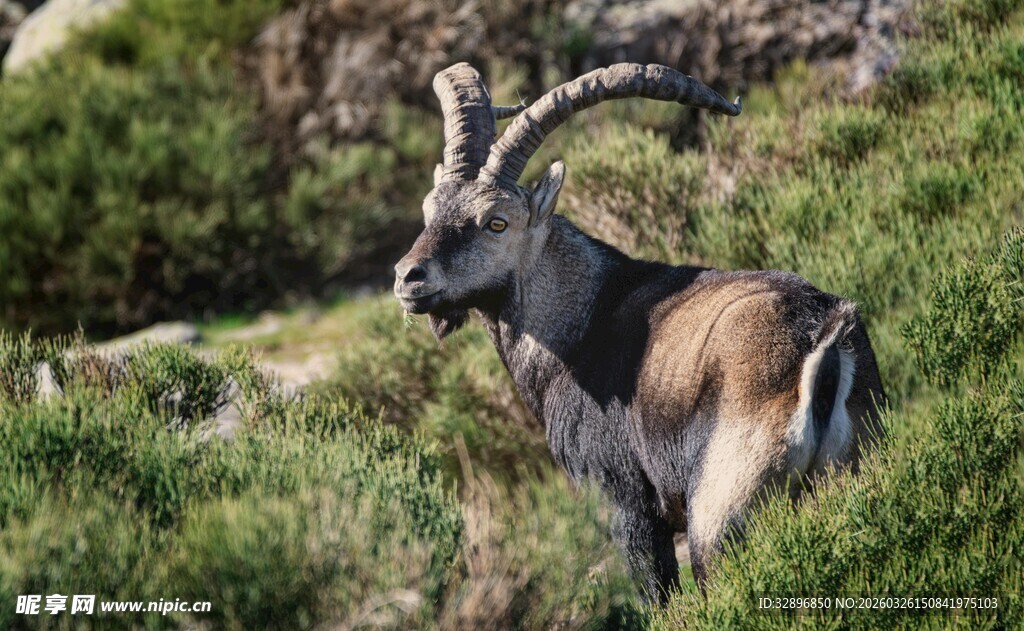 山间岩羊尽显野性之美