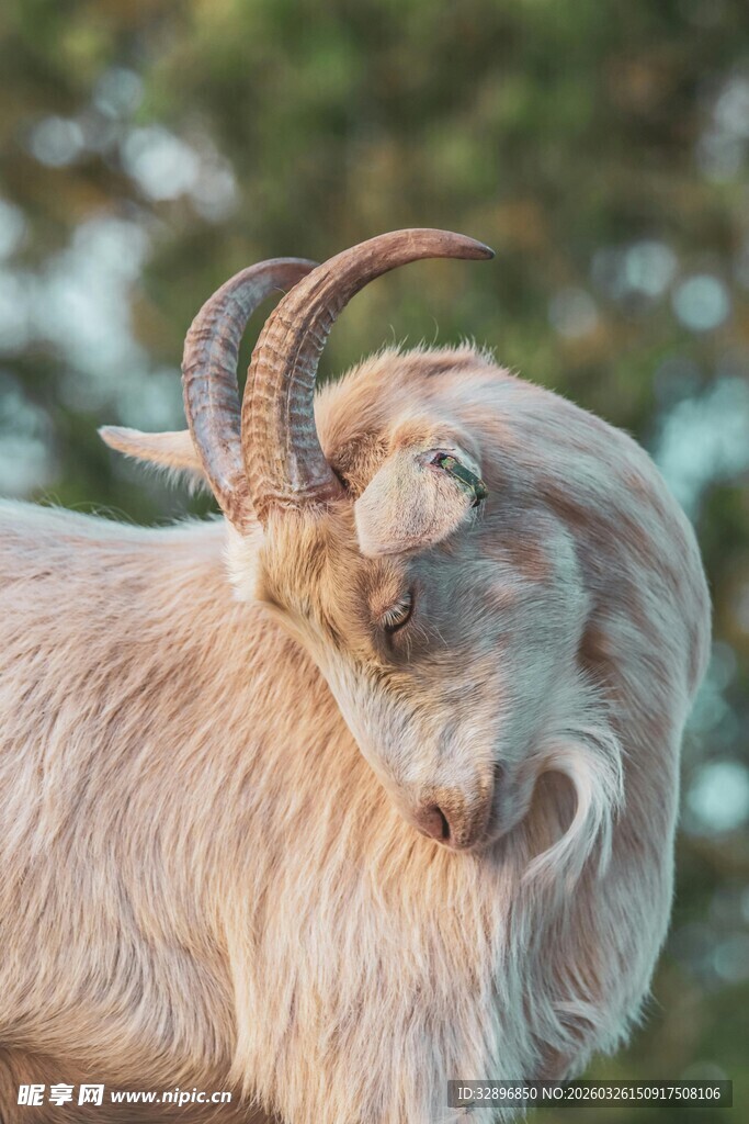 弯角山羊的悠闲瞬间