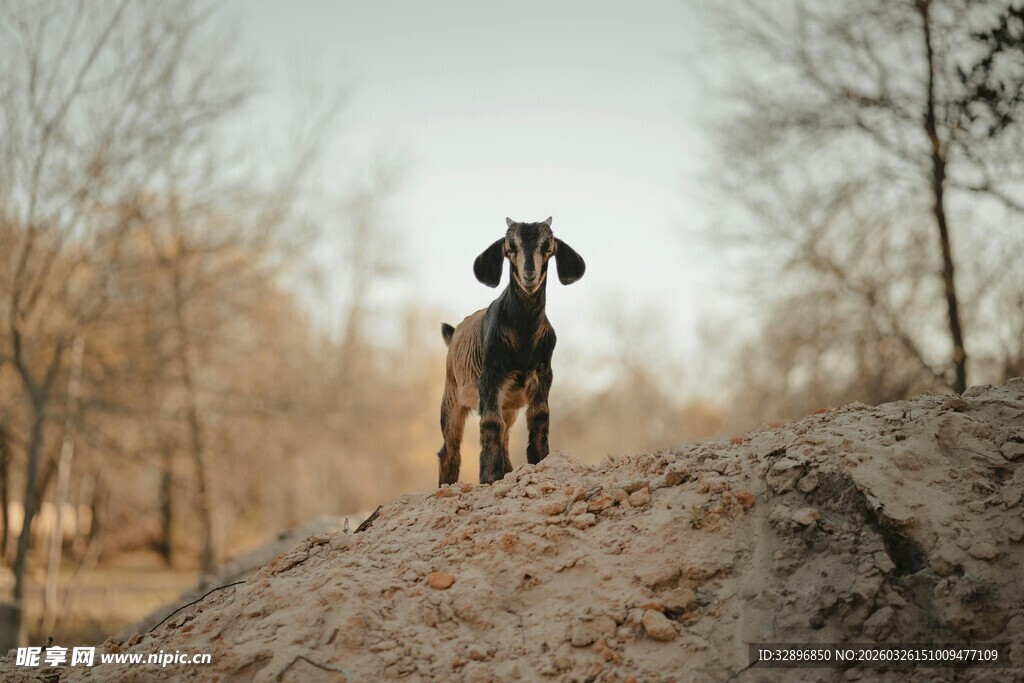 土坡上的黑色小狗