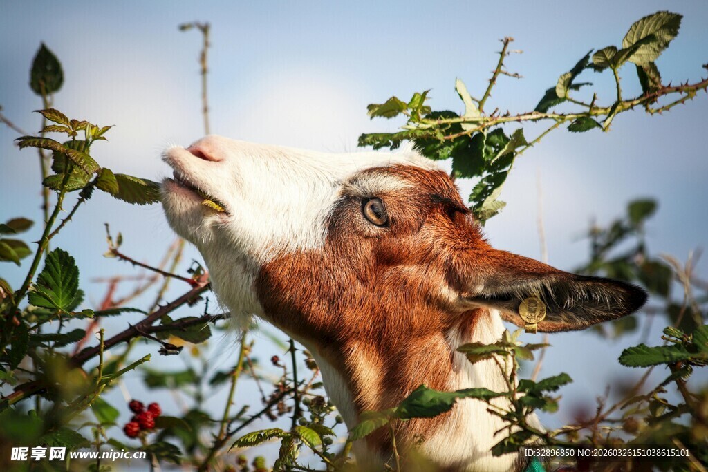 山羊仰头吃枝上绿叶