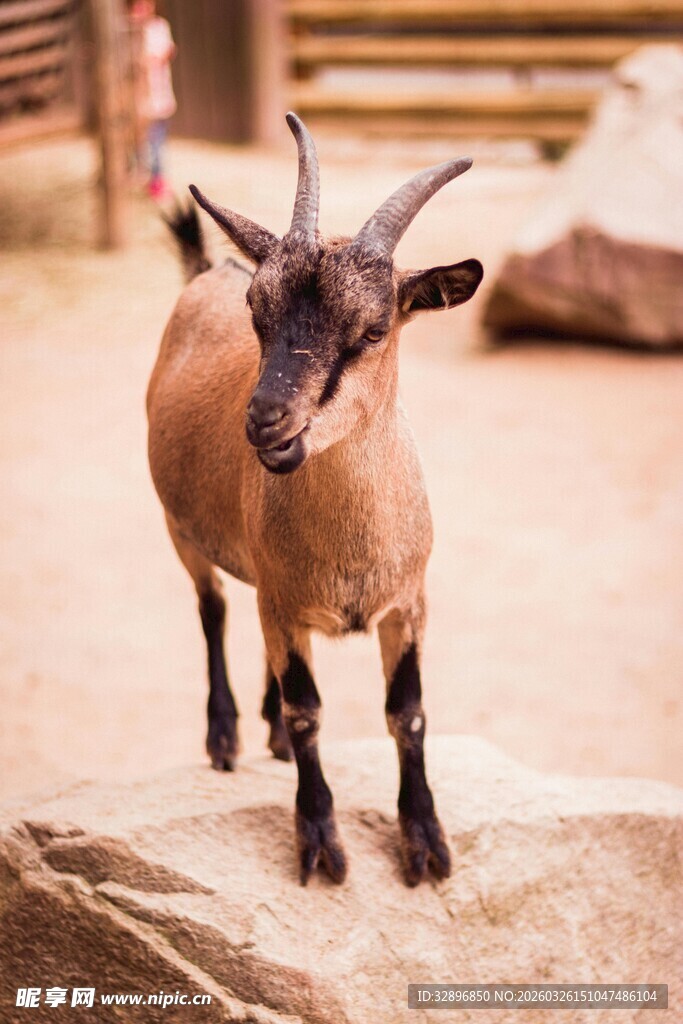 站在岩石上的可爱小山羊