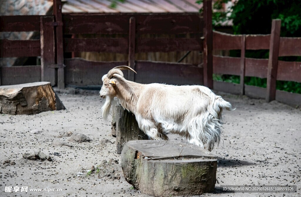 围栏中站立的山羊