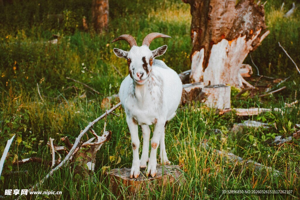 林间白山羊