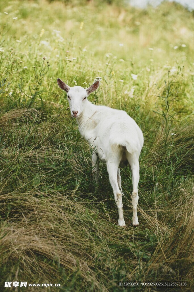 草地上的小白羊