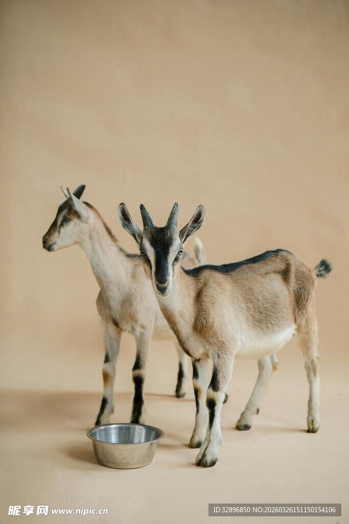 三只山羊模型展示
