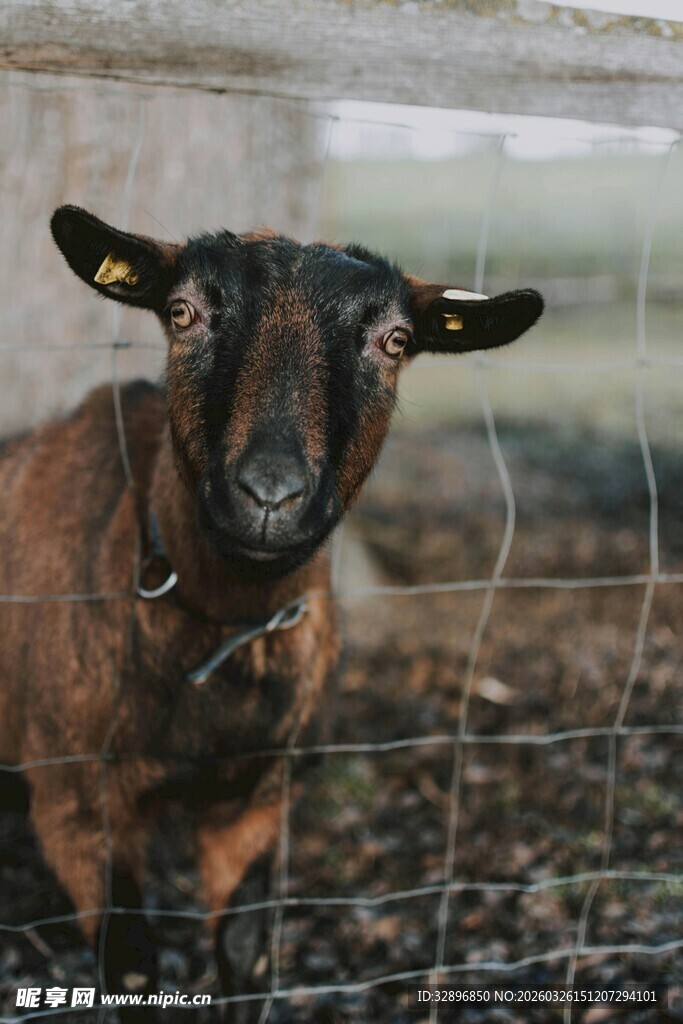 围栏边的黑棕相间山羊