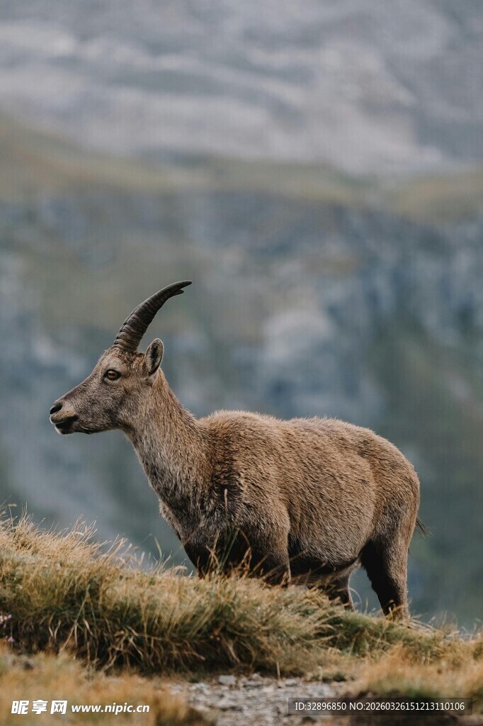 高山上的野山羊