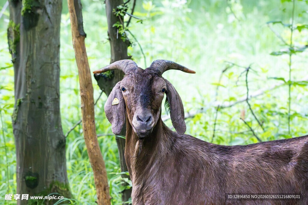 林间的棕色山羊