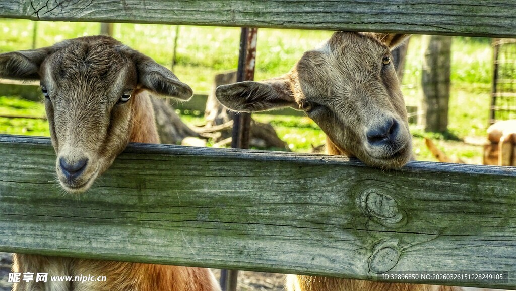 羊探头张望木栅栏