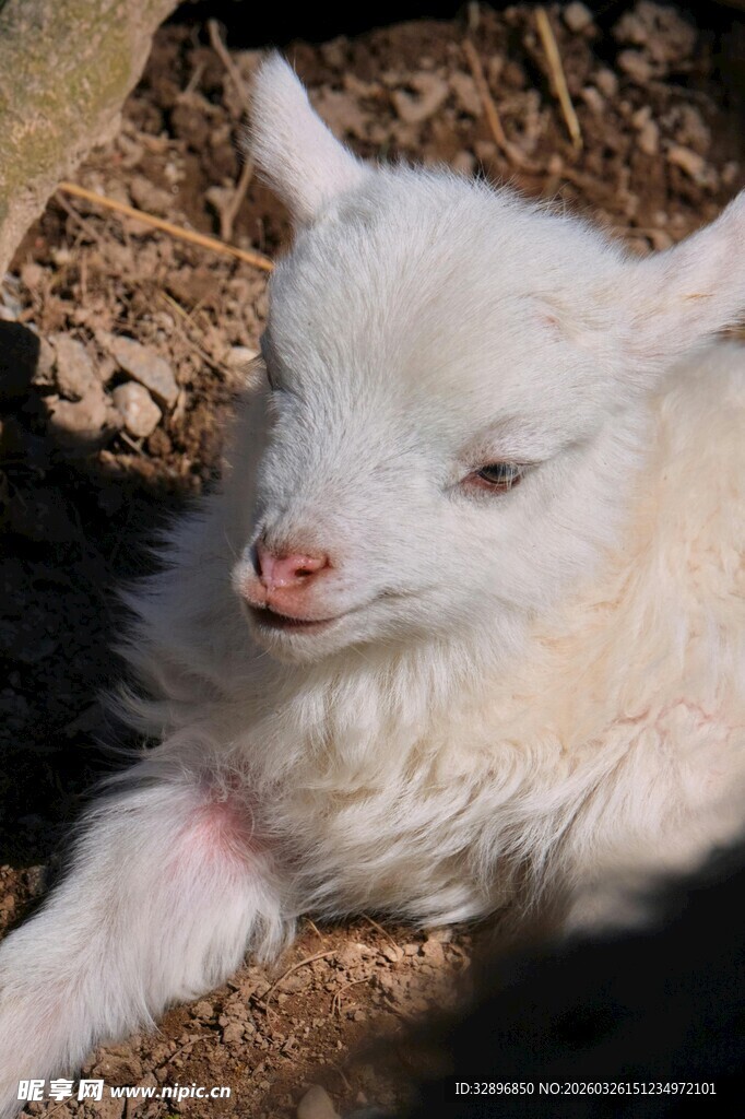 可爱小白羊趴卧在地面