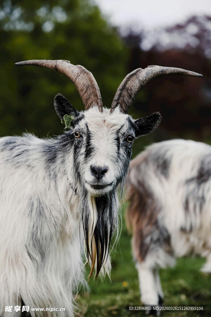 长角山羊站立于绿意间