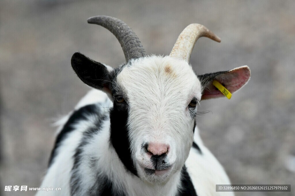 黑白山羊特写
