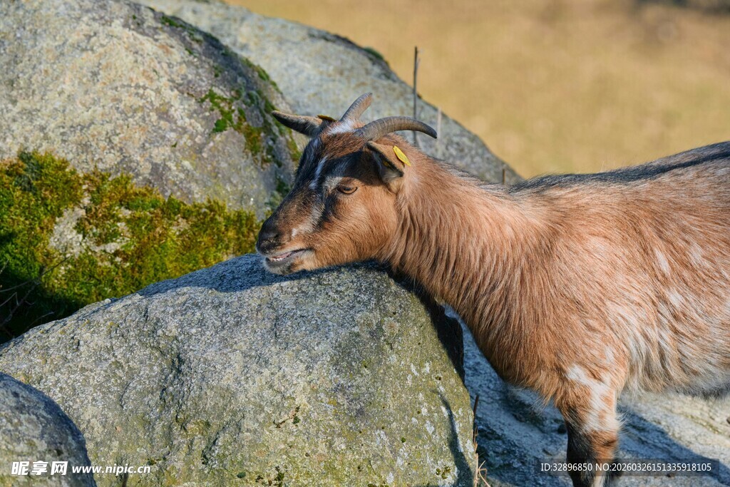 岩石旁的棕色山羊