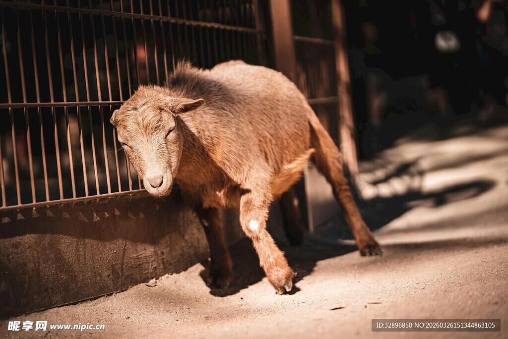 羊在围栏内行走