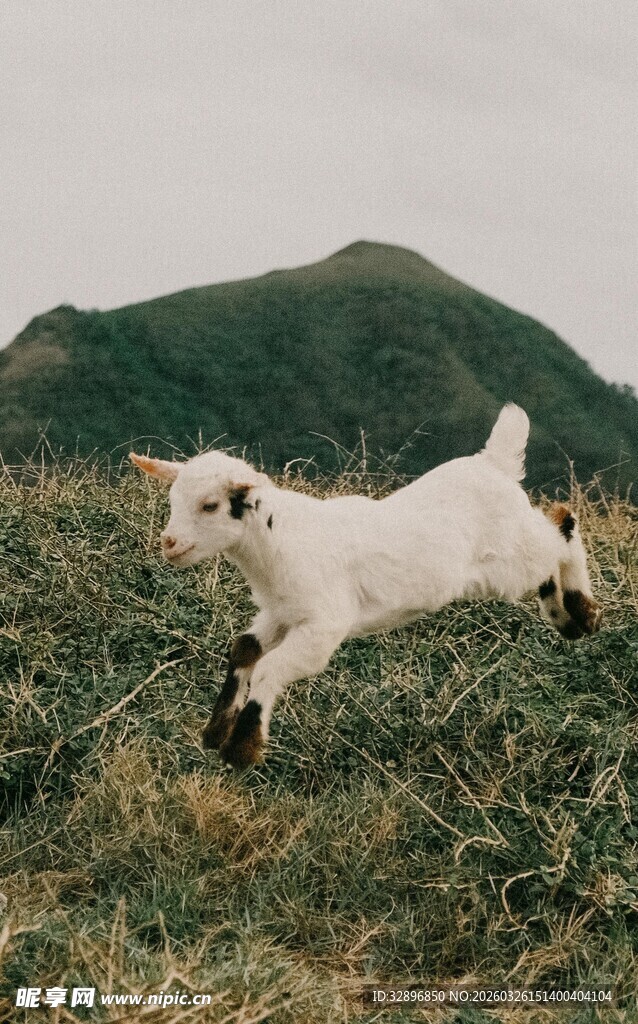 田野中奔跑的可爱小白羊