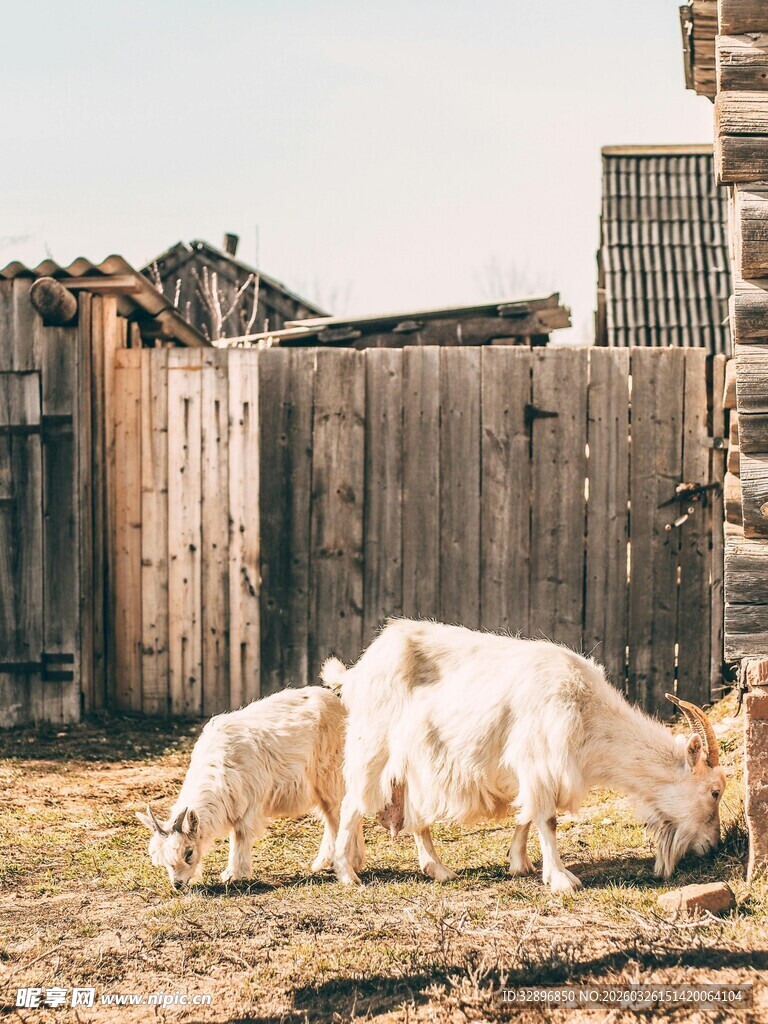 木栏边吃草的几只山羊