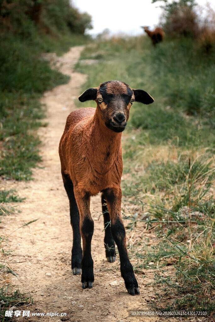 小山羊漫步在乡间小道