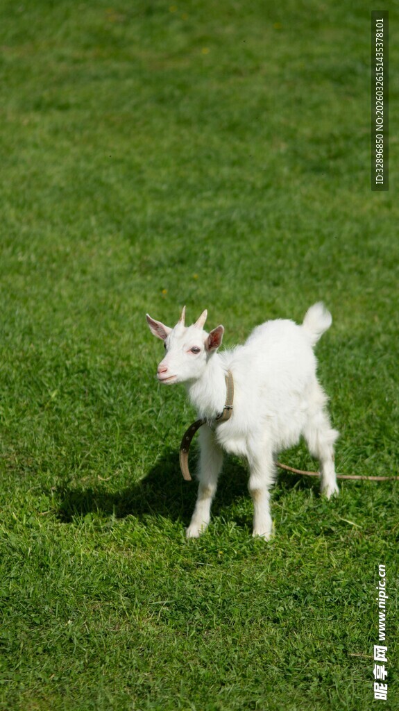 草地上的小白羊
