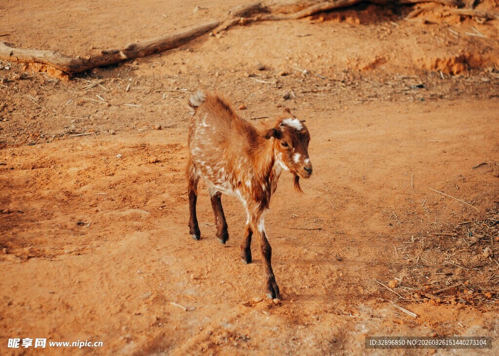 沙漠中的独行山羊