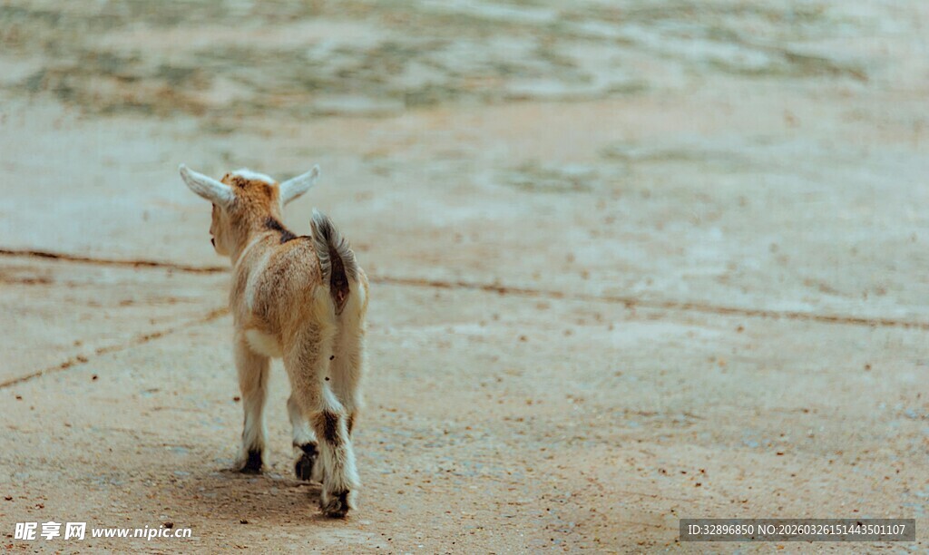 小山羊在沙滩上行走