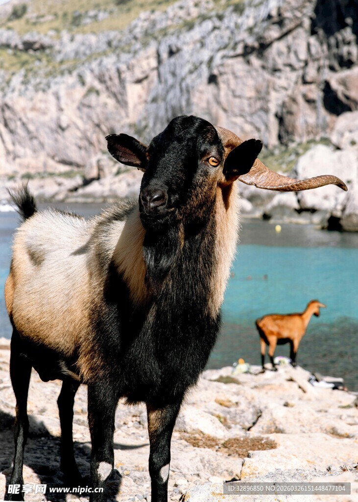 河边山羊与小狗的和谐画面