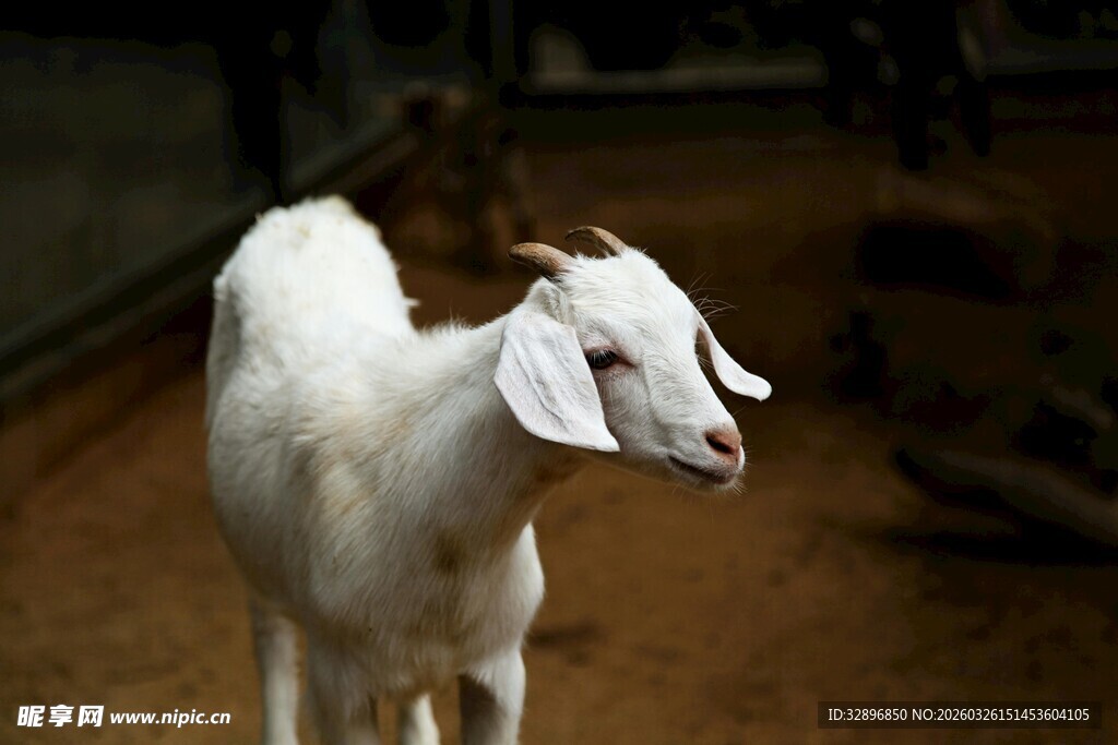 白色小羊站立于室内