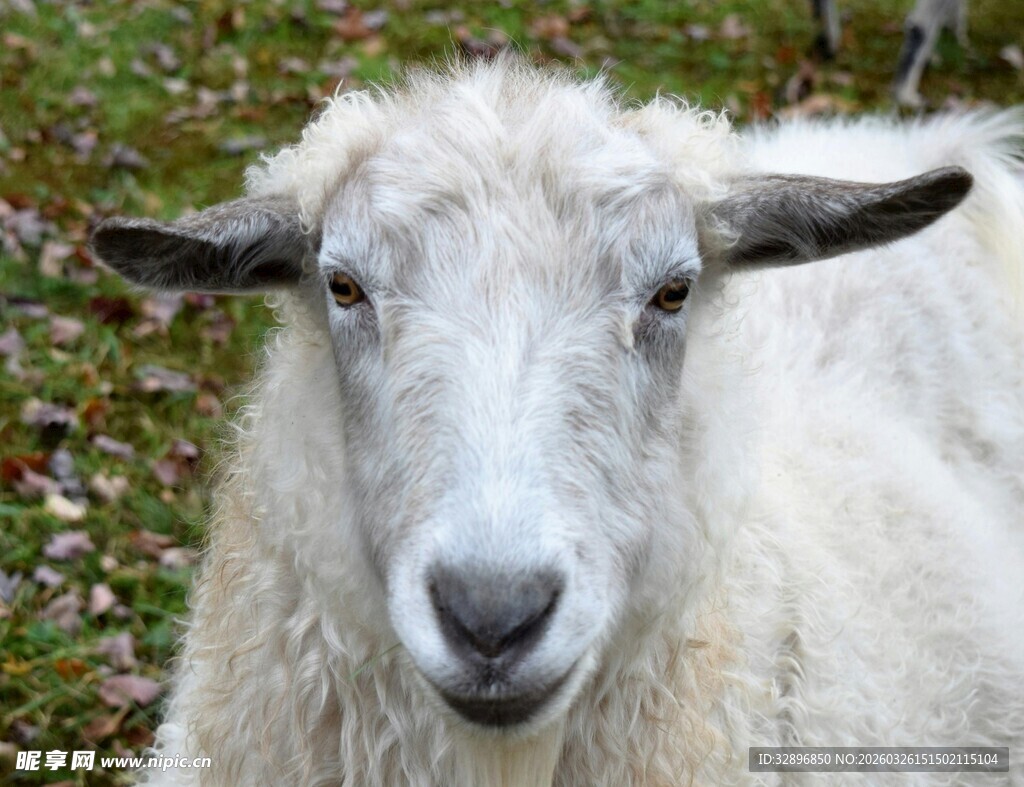 可爱绵羊特写