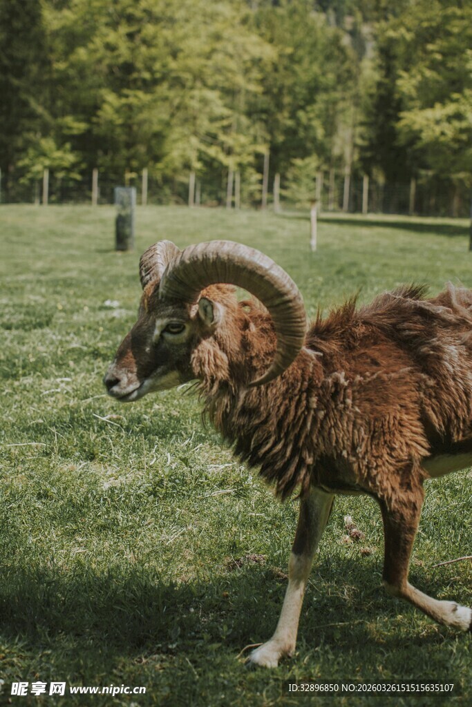 草原上奔跑的大角绵羊