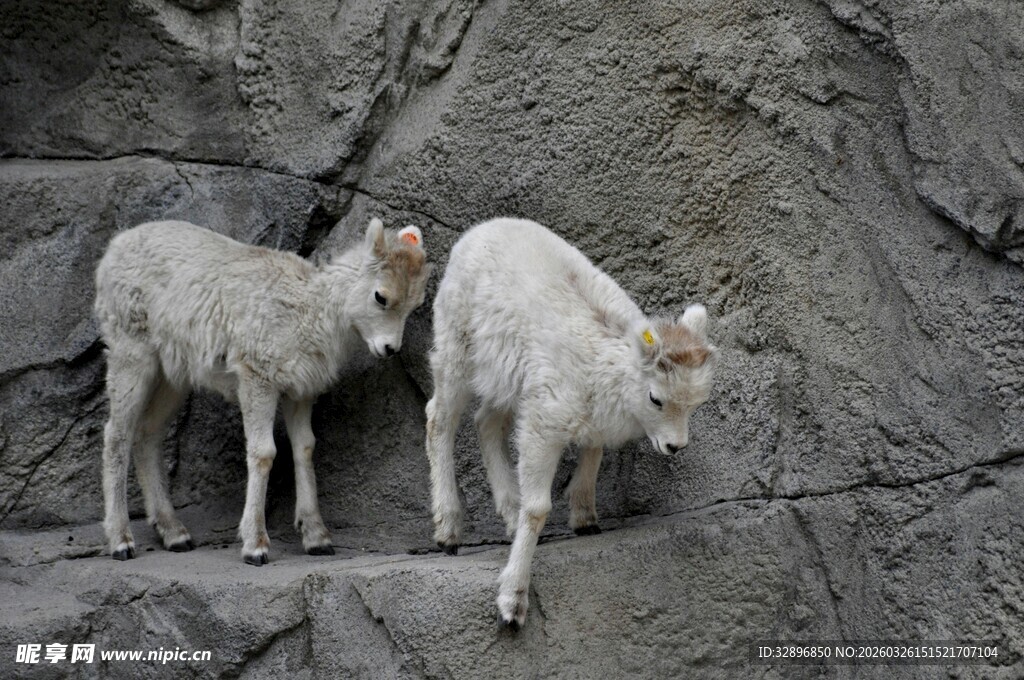 岩石上的两只白色山羊