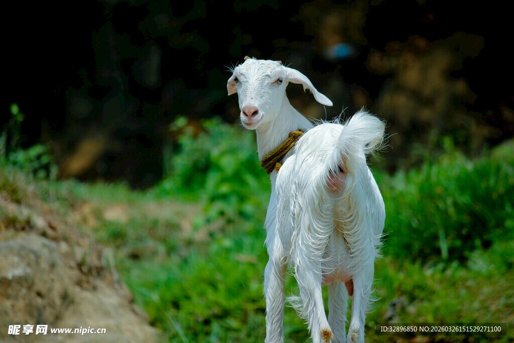 田野中站立的白色小羊羔